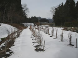 だいわブルーベリー園の四季写真(2009年2月)