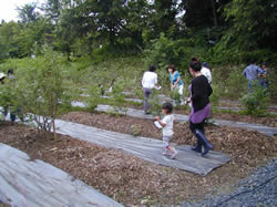 だいわブルーベリー園の四季写真(2009年7月)
